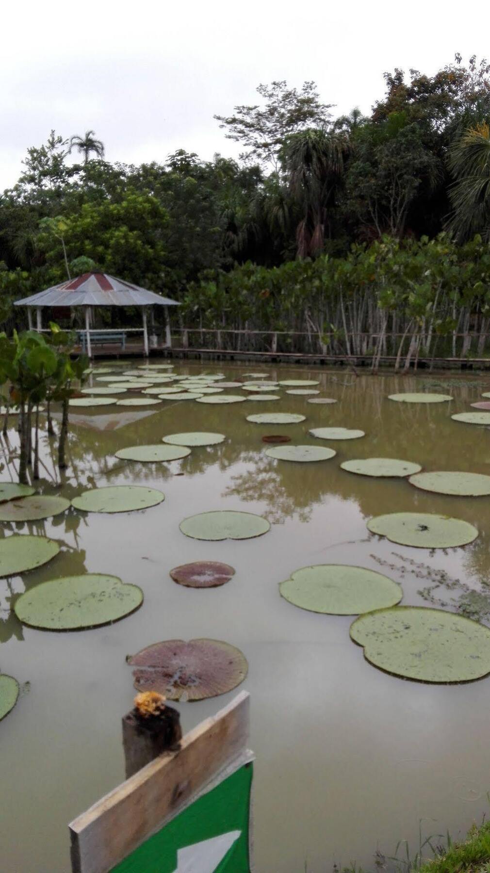 Amazon Queen Lodge Mazan Bagian luar foto